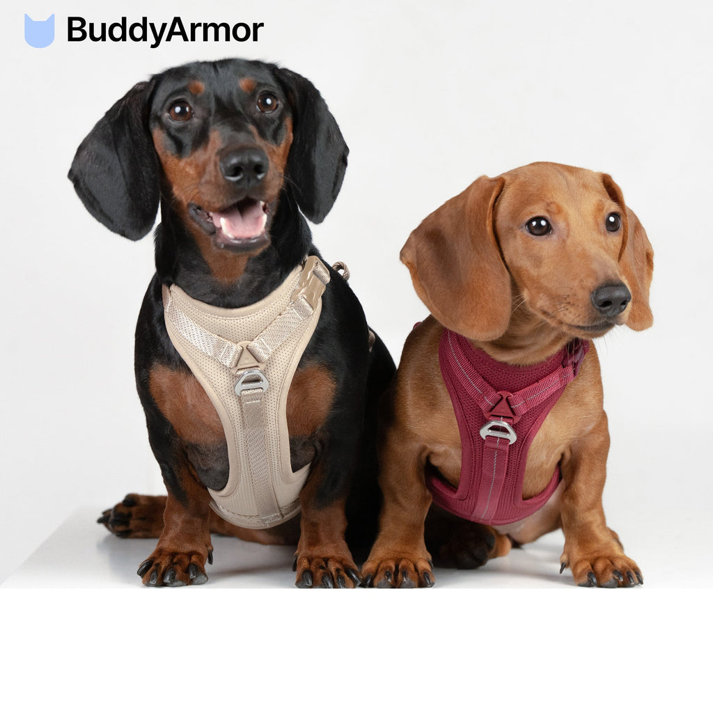 BuddyArmor - All-weather Harness