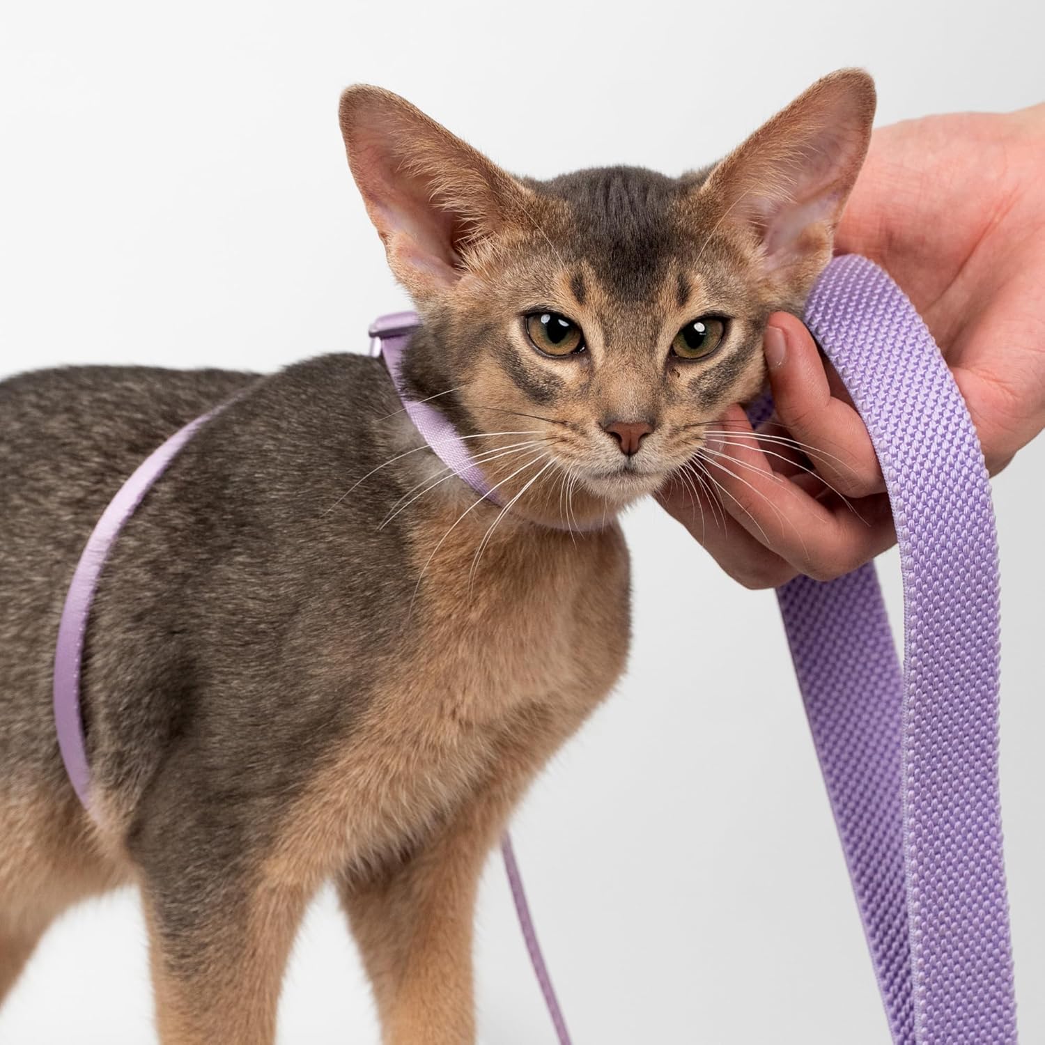 BuddyArmor - Escape-Proof All-in-one Cat Harness & Leash