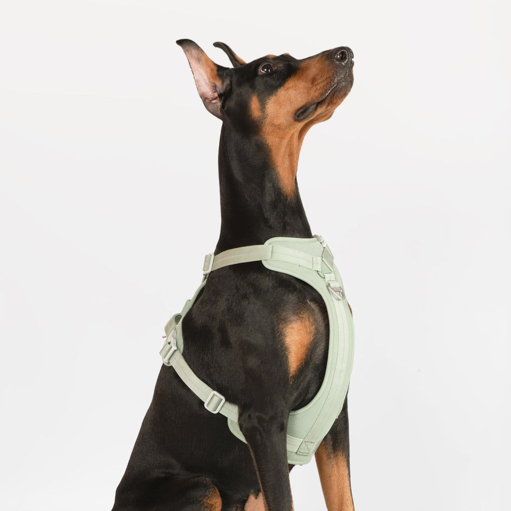BuddyArmor - All-weather Harness