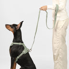 BuddyArmor  - Hands Free Leash